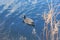 A Swimming Goose in Jackie Onassis Reservoir in Central Park,New York