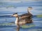 Swimming Great-crested Grebe