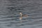 Swimming great crested grebe podiceps cristatus