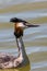 Swimming great crested grebe podiceps cristatus