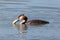 Swimming great crested grebe podiceps cristatus with fish