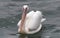 Swimming great white pelican at Walvis Bay, Namibia