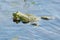 Swimming green frog