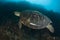 Swimming Green Sea Turtle