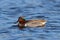 Swimming Green Winged Teal