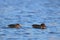 Swimming Green Winged Teal Pair