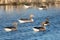 Swimming greylag geese