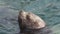 Swimming group wild animal marine mammal Steller Sea Lion in water Pacific Ocean