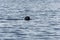 Swimming harbour seal facing into camera