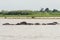 Swimming hippos Rufiji river