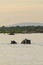 Swimming hippos Rufiji river