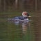 Swimming Hooded Merganser