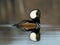 Swimming Hooded Merganser