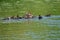 Swimming Hooded Merganser Hen And Ducklings