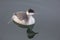 Swimming horned grebe