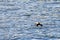 Swimming horned puffin
