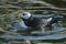 Swimming Horned Puffin - Oregon Coast Aquarium