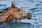 Swimming horse