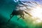 Swimming horse underwater shot against sun on water surface