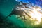 Swimming horse underwater shot against sun on water surface