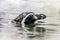 Swimming Humboldt Penguin Portrait