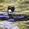 Swimming Humboldt penguin / Spheniscus humboldti