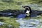 Swimming Humboldt penguin / Spheniscus humboldti