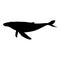 Swimming Humpback Whale Megaptera Novaeangliae On a Side View Silhouette Found In Oceans Worldwide. Good To Use For Element Prin