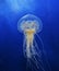 Swimming Jellyfish