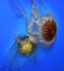 Swimming Jellyfish