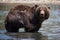 Swimming Kamchatka bear in wildlife