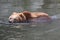 Swimming kamchatka brown bear