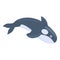 Swimming killer whale icon, cartoon style