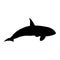 Swimming Killer Whale Orcinus Orca On a Side View Silhouette Found In Ocean and coastal waters worldwide