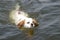 Swimming King Charles Spaniel