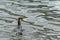 swimming king penguin (APTENODYTES PATAGONICUS) in the water