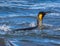 Swimming king penguin in breeding plummage