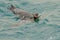 swimming king penguins (APTENODYTES PATAGONICUS) in the blue sea waters off South Georgia