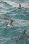 swimming king penguins (APTENODYTES PATAGONICUS) in the blue sea waters off South Georgia