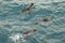 swimming king penguins (APTENODYTES PATAGONICUS) in the blue sea waters off South Georgia