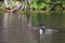 Swimming loons, a mother and her baby