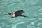 Swimming Magellanic Penguin.