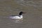 Swimming male Common Merganser, Mergus merganser