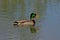 Swimming male duck with open beak - Anas platyrhynchos