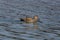 Swimming male gadwall duck Anas strepera