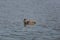 Swimming male gadwall duck Anas strepera