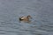 Swimming male gadwall duck Anas strepera