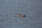 Swimming male gadwall duck Anas strepera