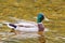 Swimming male mallard duck