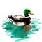 Swimming mallard duck